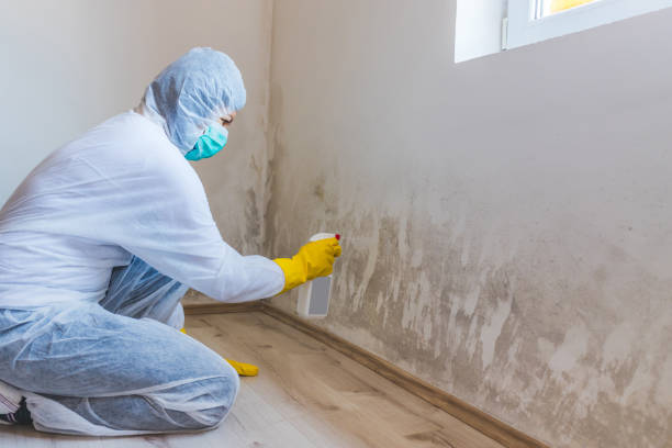 Licensed Mold Testing service in Pipersville, PA - WQB Mold Removal