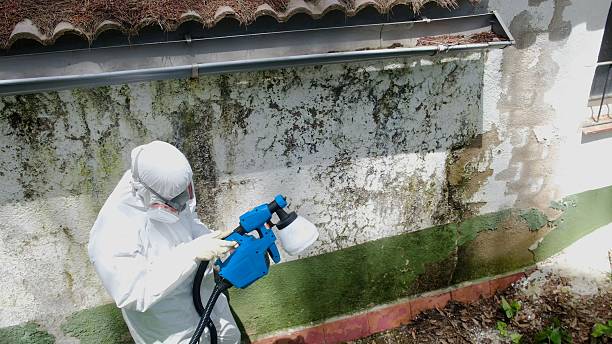 Top rated local Mold Testing specialists in Pipersville, PA